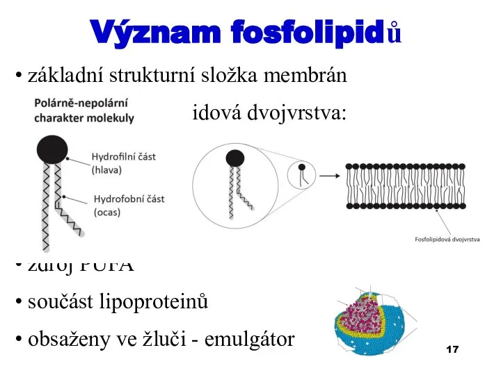 Význam fosfolipidů základní strukturní složka membrán fosfolipidová dvojvrstva: zdroj PUFA součást lipoproteinů