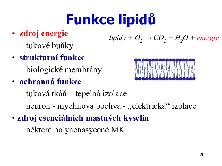 Funkce lipidů zdroj energie tukové buňky strukturní funkce biologické membrány ochranná funkce