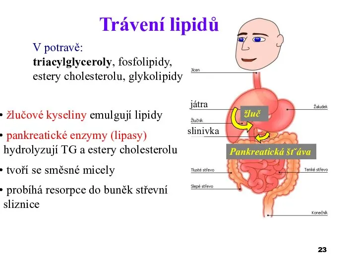 Trávení lipidů V potravě: triacylglyceroly, fosfolipidy, estery cholesterolu, glykolipidy žlučové kyseliny emulgují