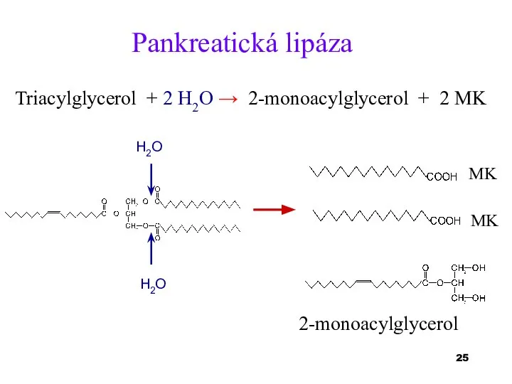Triacylglycerol + 2 H2O → 2-monoacylglycerol + 2 MK Pankreatická lipáza H2O H2O 2-monoacylglycerol MK MK