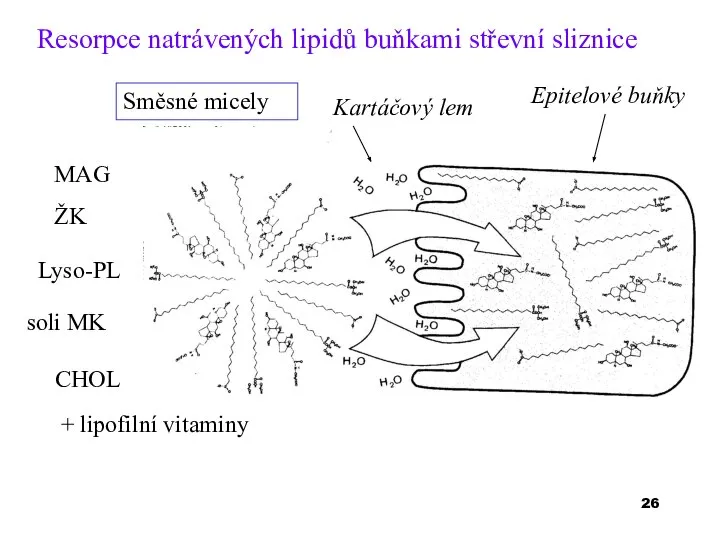 Resorpce natrávených lipidů buňkami střevní sliznice Směsné micely MAG ŽK soli MK