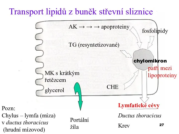 Transport lipidů z buněk střevní sliznice chylomikron AK → → → apoproteiny