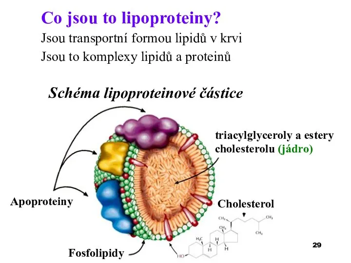 Co jsou to lipoproteiny? Jsou transportní formou lipidů v krvi Jsou to
