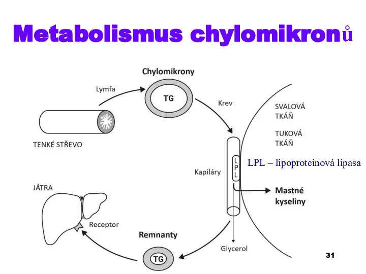 Metabolismus chylomikronů LPL – lipoproteinová lipasa