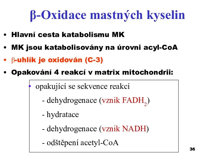 β-Oxidace mastných kyselin Hlavní cesta katabolismu MK MK jsou katabolisovány na úrovni