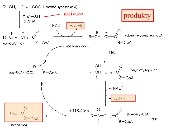 aktivace 2 produkty + HS-CoA