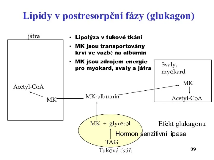 Lipidy v postresorpční fázy (glukagon) játra Acetyl-CoA Svaly, myokard MK Tuková tkáň