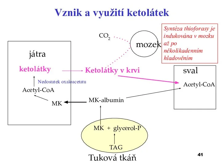 Vznik a využití ketolátek játra Acetyl-CoA ketolátky Ketolátky v krvi mozek CO2