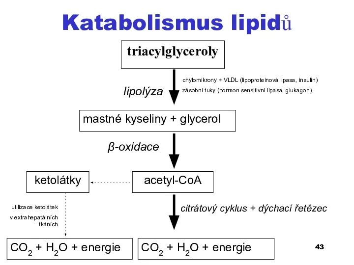 Katabolismus lipidů triacylglyceroly mastné kyseliny + glycerol acetyl-CoA ketolátky CO2 + H2O
