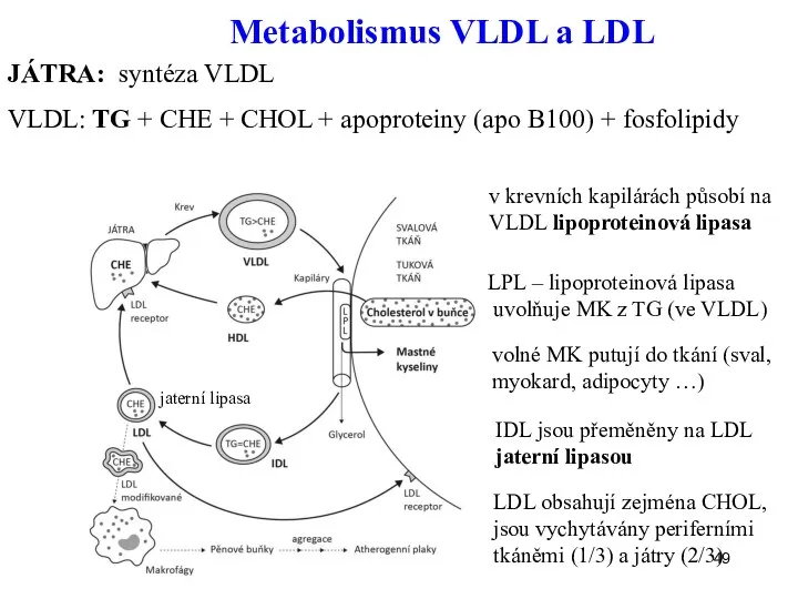 Metabolismus VLDL a LDL volné MK putují do tkání (sval, myokard, adipocyty