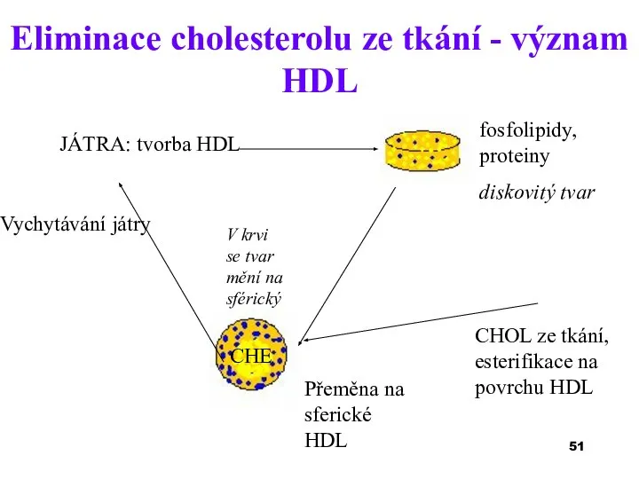 Eliminace cholesterolu ze tkání - význam HDL JÁTRA: tvorba HDL fosfolipidy, proteiny