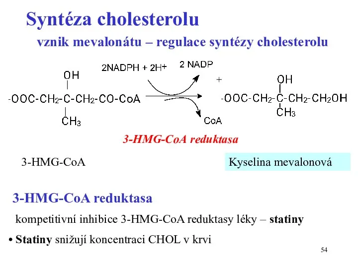 3-HMG-CoA Kyselina mevalonová vznik mevalonátu – regulace syntézy cholesterolu 3-HMG-CoA reduktasa +