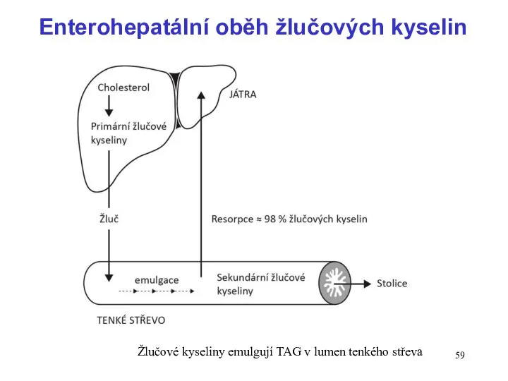 Enterohepatální oběh žlučových kyselin Žlučové kyseliny emulgují TAG v lumen tenkého střeva