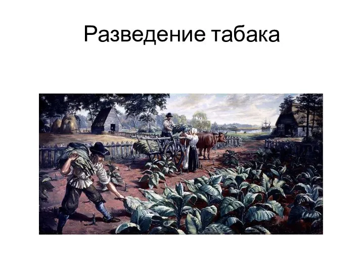 Разведение табака