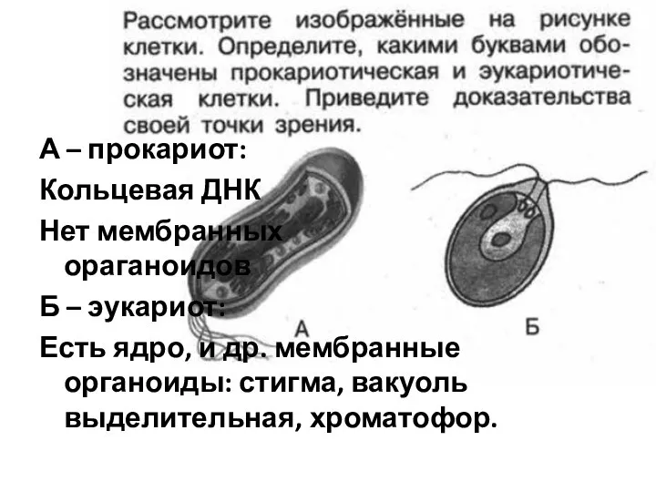 Я сдам А – прокариот: Кольцевая ДНК Нет мембранных ораганоидов Б –