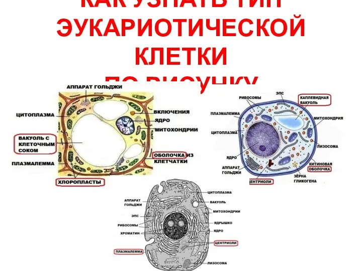 КАК УЗНАТЬ ТИП ЭУКАРИОТИЧЕСКОЙ КЛЕТКИ ПО РИСУНКУ