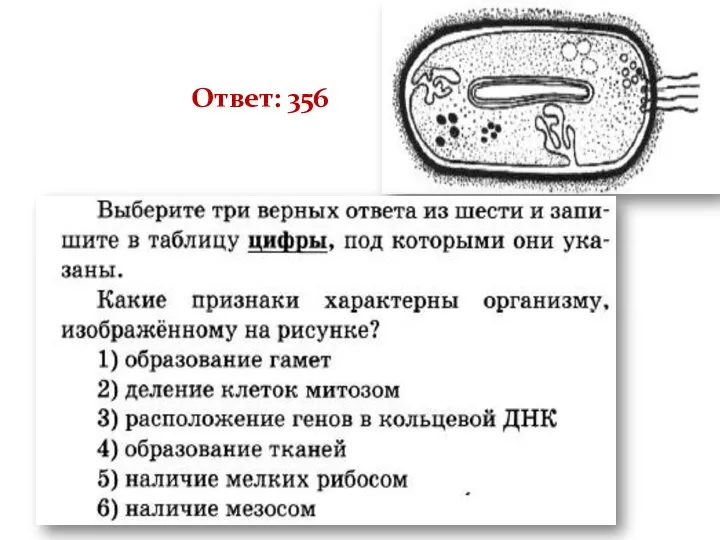 Ответ: 356