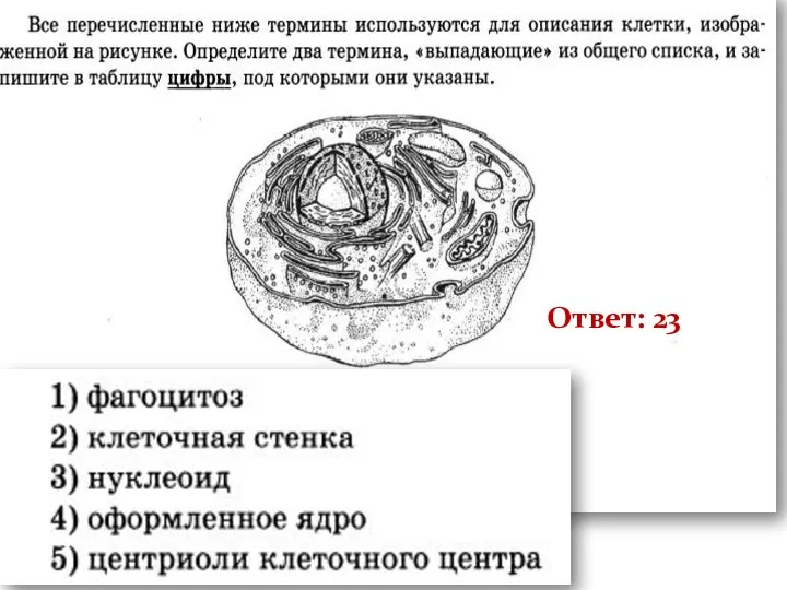 Прил 2 Ответ: 23