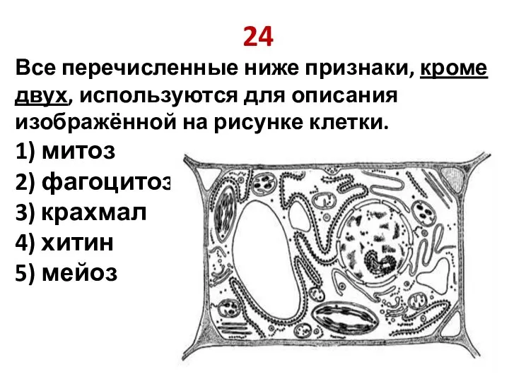 24 Все перечисленные ниже признаки, кроме двух, используются для описания изображённой на