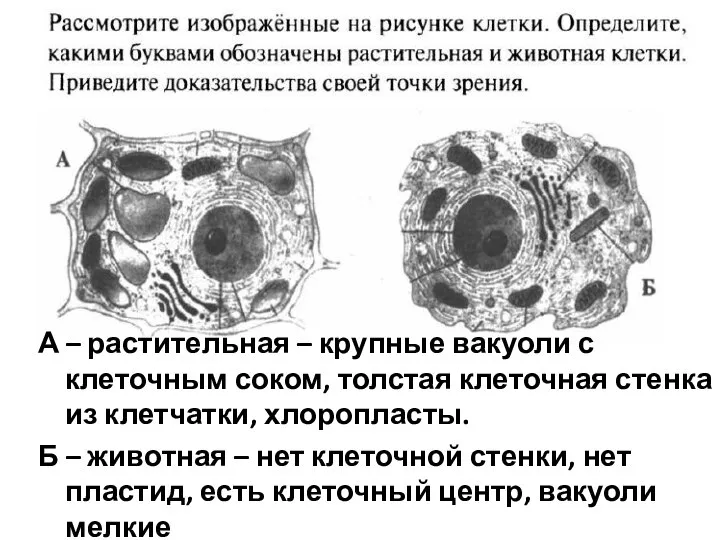 А – растительная – крупные вакуоли с клеточным соком, толстая клеточная стенка