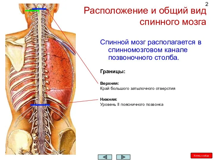 Спинной мозг располагается в спинномозговом канале позвоночного столба. Расположение и общий вид