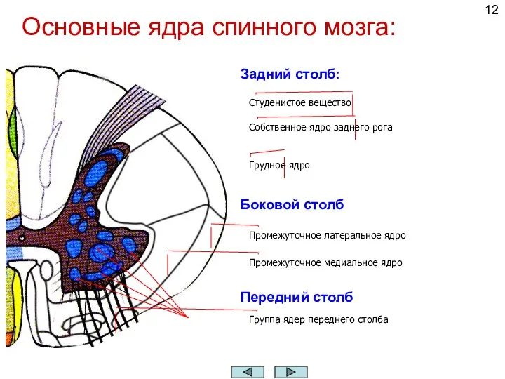 Основные ядра спинного мозга: Студенистое вещество Собственное ядро заднего рога Грудное ядро