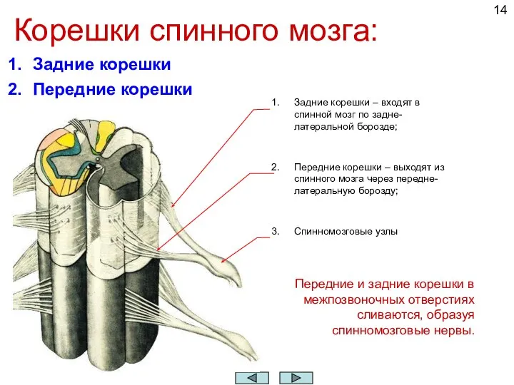 Корешки спинного мозга: Передние и задние корешки в межпозвоночных отверстиях сливаются, образуя