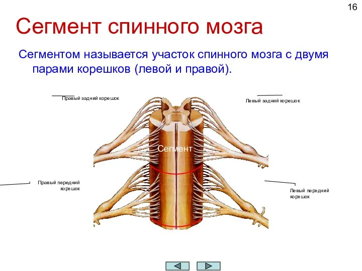 Сегмент спинного мозга Сегментом называется участок спинного мозга с двумя парами корешков