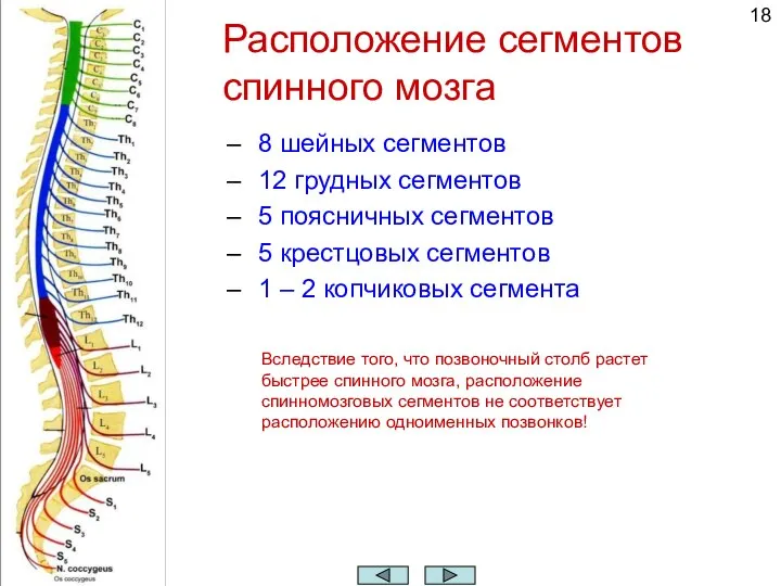 Расположение сегментов спинного мозга 8 шейных сегментов 12 грудных сегментов 5 поясничных