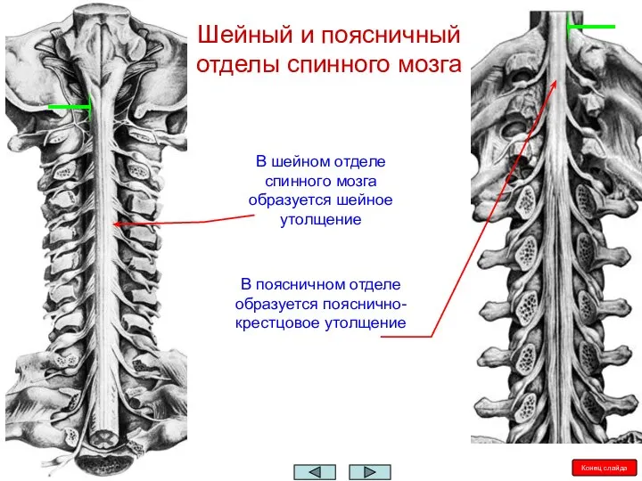 Шейный и поясничный отделы спинного мозга В шейном отделе спинного мозга образуется