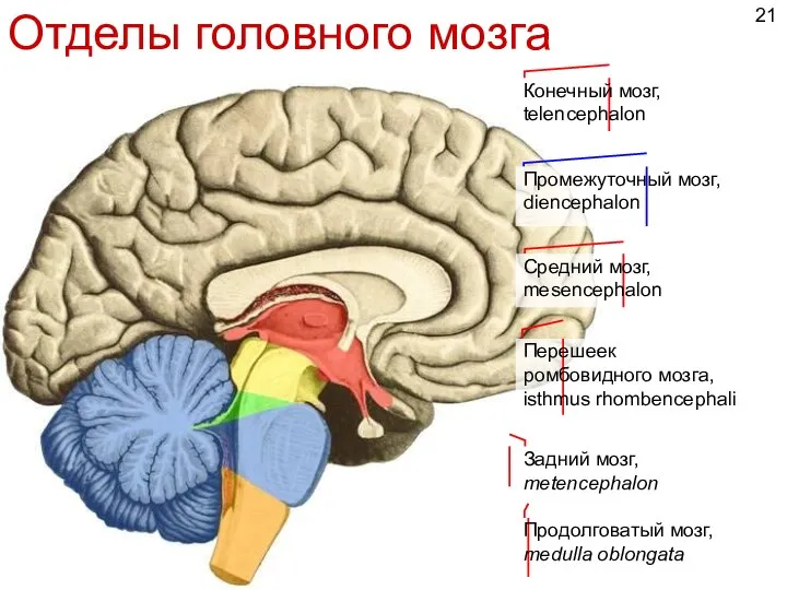 Отделы головного мозга Конечный мозг, telencephalon Промежуточный мозг, diencephalon Средний мозг, mesencephalon