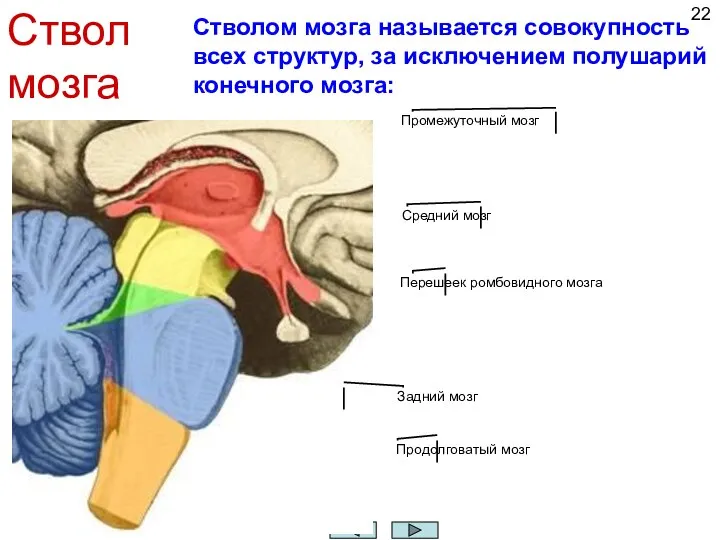 Ствол мозга Стволом мозга называется совокупность всех структур, за исключением полушарий конечного