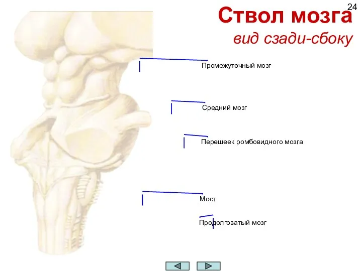 Ствол мозга вид сзади-сбоку Промежуточный мозг Средний мозг Перешеек ромбовидного мозга Мост Продолговатый мозг