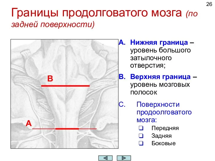 Границы продолговатого мозга (по задней поверхности) Нижняя граница – уровень большого затылочного