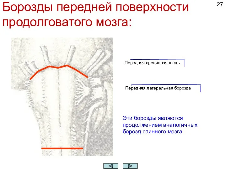 Борозды передней поверхности продолговатого мозга: Передняя срединная щель Передняя латеральная борозда Эти