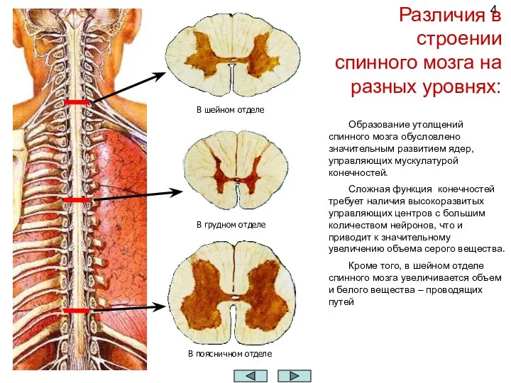 Различия в строении спинного мозга на разных уровнях: В шейном отделе В