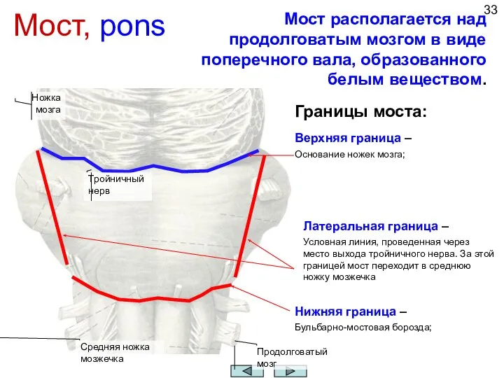 Мост, pons Средняя ножка мозжечка Мост располагается над продолговатым мозгом в виде