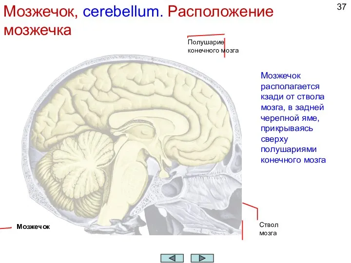 Мозжечок, cerebellum. Расположение мозжечка Мозжечок располагается кзади от ствола мозга, в задней