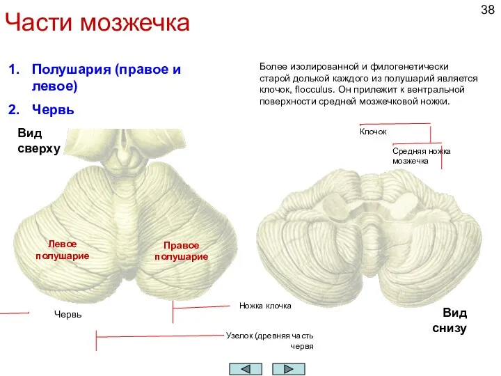Части мозжечка Полушария (правое и левое) Червь Червь Более изолированной и филогенетически