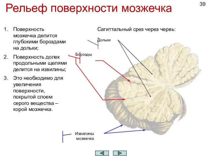 Рельеф поверхности мозжечка Поверхность мозжечка делится глубокими бороздами на дольки; Поверхность долек
