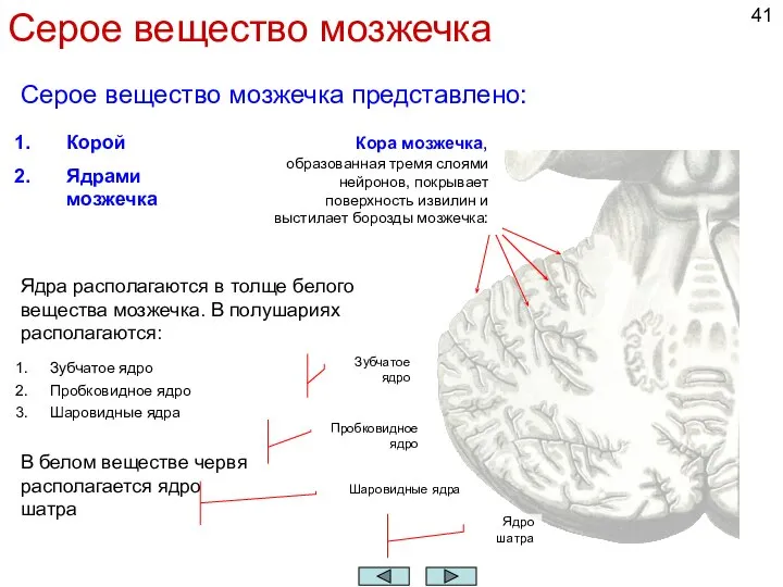 Серое вещество мозжечка Серое вещество мозжечка представлено: Корой Ядрами мозжечка Кора мозжечка,