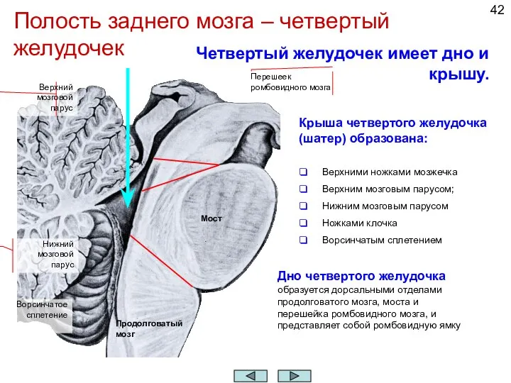 Полость заднего мозга – четвертый желудочек Продолговатый мозг Мост Перешеек ромбовидного мозга