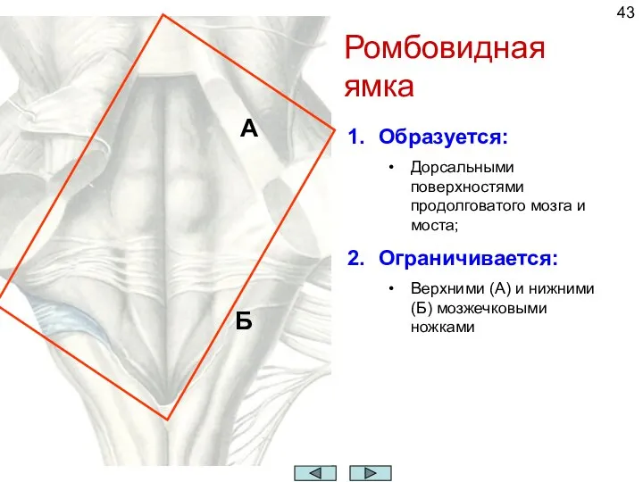 Образуется: Дорсальными поверхностями продолговатого мозга и моста; Ограничивается: Верхними (А) и нижними