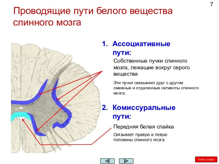 Проводящие пути белого вещества спинного мозга Ассоциативные пути: Собственные пучки спинного мозга,