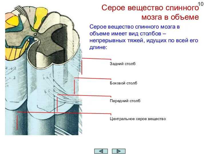 Серое вещество спинного мозга в объеме Задний столб Боковой столб Передний столб