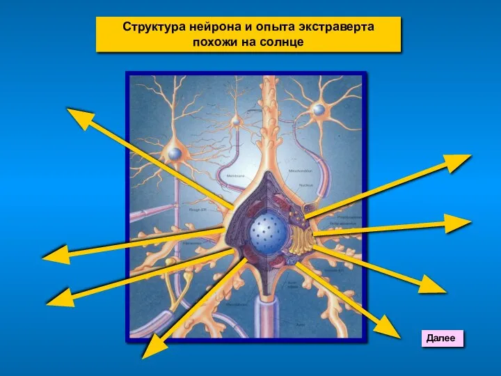 Структура нейрона и опыта экстраверта похожи на солнце Далее