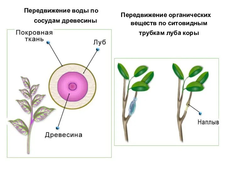 Передвижение воды по сосудам древесины Передвижение органических веществ по ситовидным трубкам луба коры