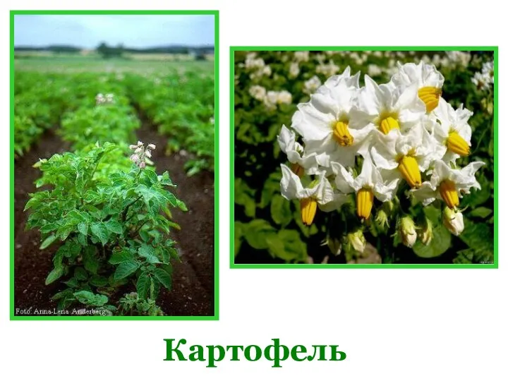 Картофель