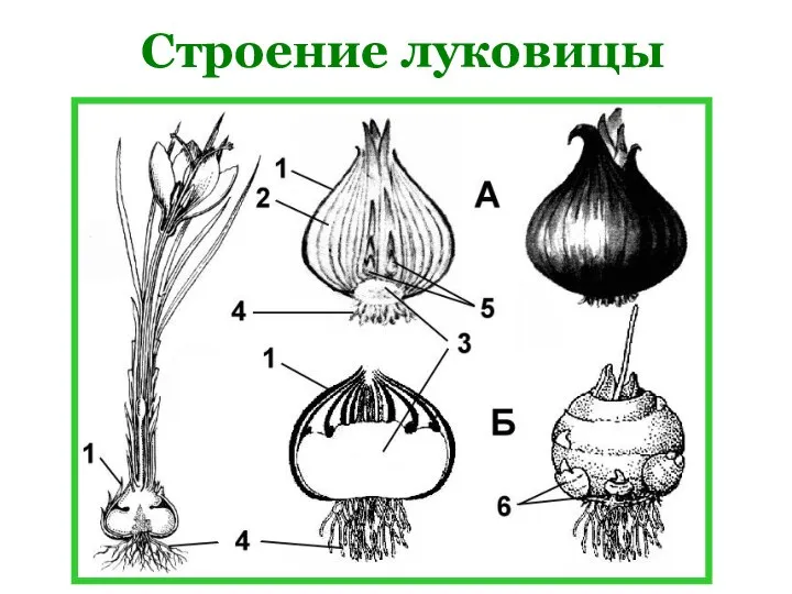 Строение луковицы