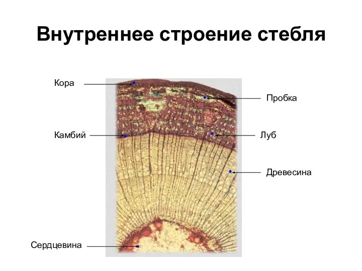 Внутреннее строение стебля Кора Пробка Луб Камбий Древесина Сердцевина